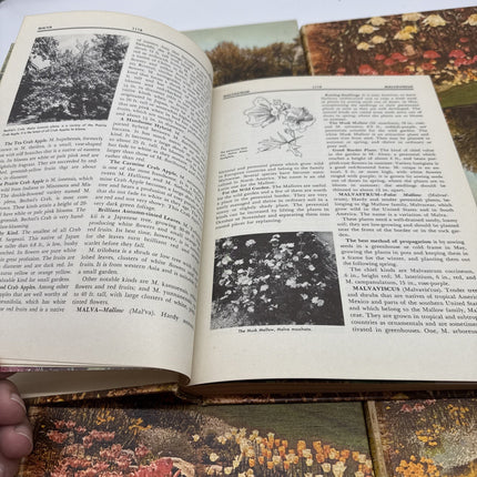 New Illustrated Encyclopedia of Gardening 4 5 6 7 8 Volume Set Everett 1964